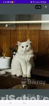 Persian Adult male cat